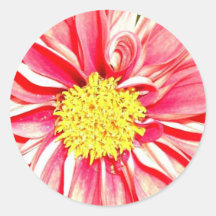 Zinnia rose autocollants ronds