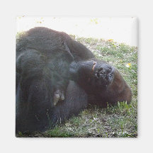 Zoo de Kansas City de gorille de plaine de sommeil Aimants Pour Réfrigérateur