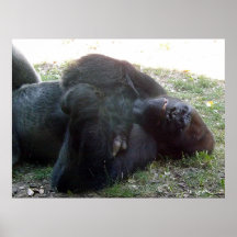 Zoo de Kansas City de gorille de plaine de sommeil Affiches