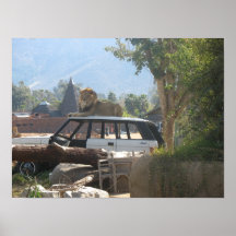 Zoo de San Diego Poster