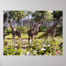 Zoo d'Indy Posters