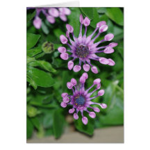 Zygota (marguerites de cuillère) cartes de vœux