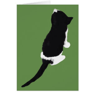 Μυξα/Myxa (un chaton de Zakynthos)