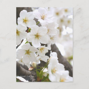マ ク (Mame-zakura) : Carte postale