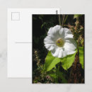 Recherche de abeilles sauvages cartes postales Abeille à miel