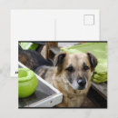 Recherche de chien bâtard Adorable