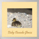 Recherche de oiseau de bébé posters Oie