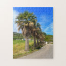 Recherche de palmier puzzles Paysage