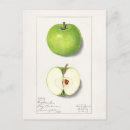 Recherche de pomme verte cartes postales Vintage