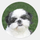 Recherche de de tzu de shih autocollants Chien