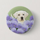 Recherche de labrador retriever badges Chiot