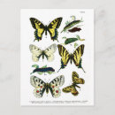 Recherche de images papillons cartes postales Pour elle