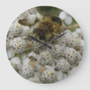 Recherche de miel horloges Insecte