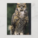 Recherche de corps cartes postales Faune
