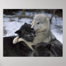Recherche de jouant posters Loup