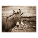 Recherche de âne photographie Ânes