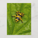 Recherche de dart cartes postales Nature
