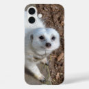 Recherche de rare coques Faune