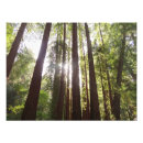 Recherche de forêt de séquoia posters Nature