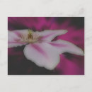 Recherche de clematis cartes postales Rose