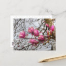 Recherche de arbre tulipe cartes postales Fleurs