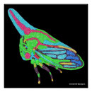 Recherche de punaise posters Insecte