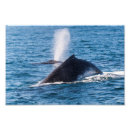 Recherche de queue de baleine posters Baleines