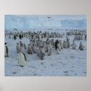 Recherche de oiseau dans la neige posters Antarctique