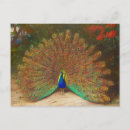 Recherche de peinture de paon cartes postales Paons
