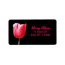 Recherche de fleur de tulipe Plantes