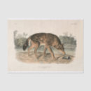 Recherche de loup rouge Loups