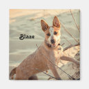 Recherche de élevage magnets Chiot