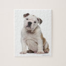 Recherche de bouledogue anglais puzzles Nature