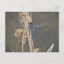 Recherche de libellule bleue cartes postales Pour tous