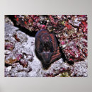 Recherche de anguilles posters Lundi