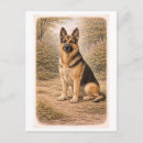 Recherche de de berger allemand cartes postales Antique