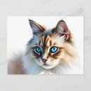 Recherche de chat de ragdoll Portrait