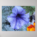 Recherche de pétunia art Fleur