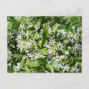 Recherche de jasmin posters Fleurs de jasmin