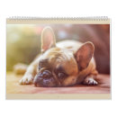 Recherche de bouledogue francais calendriers Chien