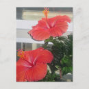Recherche de hibiscus cartes postales Toute personne