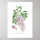 Recherche de glycine art Fleur