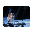 Recherche de loup gris magnets Animal