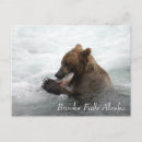 Recherche de parc national katmai cartes postales Saumon