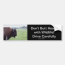 Recherche de buffle voiture autocollants Bison