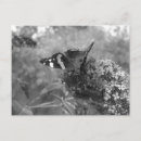 Recherche de papillon noir blanc cartes postales Jardin