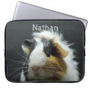 Recherche de piggies mignons coques Cobaye