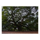 Recherche de chêne posters Quercus