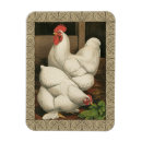 Recherche de poule magnets Coq