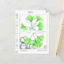 Recherche de ginkgo biloba cartes postales Pour tous